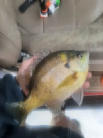 The Mulberry House near the south shore of Big Stone Lake 奧頓維爾住宿飯店