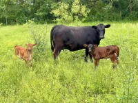 2-bedroom home on acreage in peaceful, rural area.