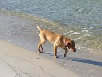 Pet Friendly Cottage-3 blocks from Beach New fenced yard.