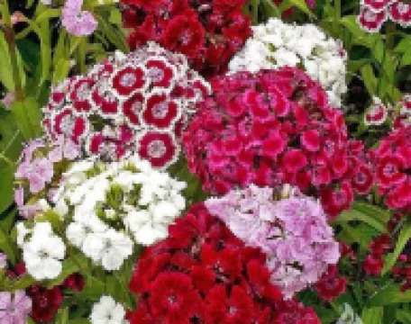 Gabala Garden Hostel