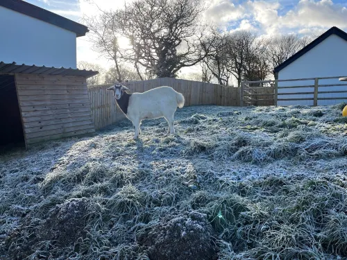Fig Tree Cottage Hotels in Jeffreyston