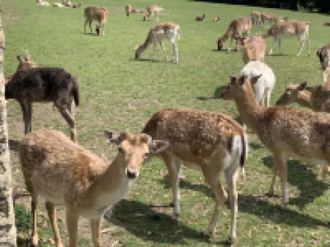 帕茲託小屋 - 科斯沃思房屋