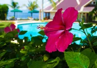 Quo Vadis Dive Resort - Beach