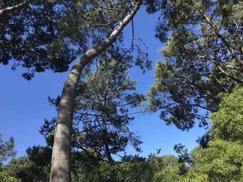 Gemütliches Hideaway Mitten im Pinienwald Zwischen Lagune und Meer Hotels in Punta Ballena