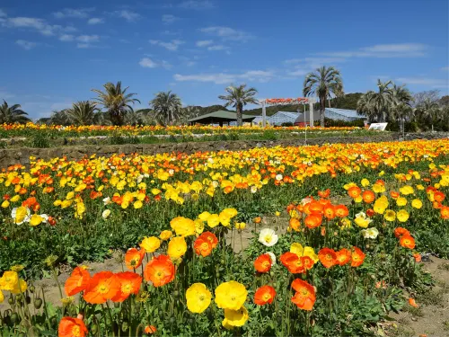 館山リゾートホテル ホテル周辺 Photos