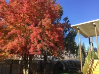 Cedars Motel
