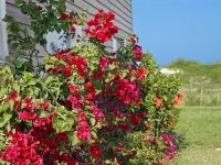 Beachfront Bed & Breakfast Hotels in St. Augustine Beach