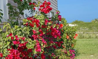 Beachfront Bed & Breakfast