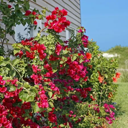 Beachfront Bed & Breakfast