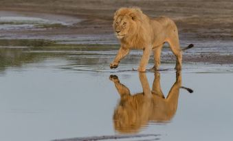 Africa Safari South Serengeti