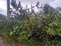 Whole House Rental House Inawashi No Ie Hotel a Yamato