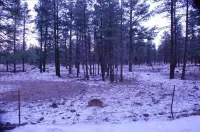 Forest as Your Backyard - Near Flagstaff, Grand Canyon, Sedona