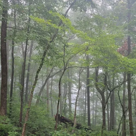 Get back to nature! Unique cabin in the mountains 15 minutes from Asheville N.C.
