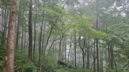 Get back to nature! Unique cabin in the mountains 15 minutes from Asheville N.C. Отели рядом с достопримечательностью «Charles D Owen Park»