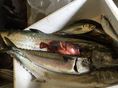 その他 四季の味舞台 かんえいの写真