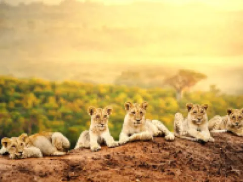 Simba & Oryx Nature Camp Hotels in Mara