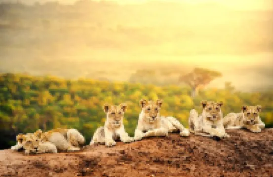 Simba & Oryx Nature Camp