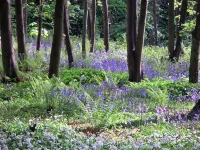 Ingleby Manor - Manor Cottage