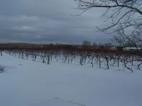 Farmhouse in the vineyards! Sleeps 8!