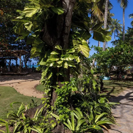Mosquito Boutique Hotel