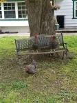 The Chicken Coop - Wifi