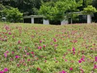 Vivi Fiore Hotels in Mae Wang