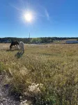 Luxury Ranch Stay - Horse and Cattle