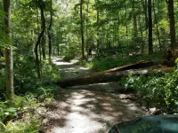 Rose's Cabin - A Rustic Pet-Friendly Cabin in the Woods