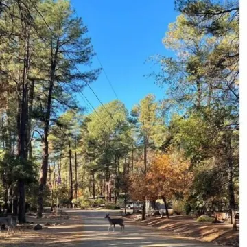 Welcome to Red Pine Retreat, your mountain getaway!