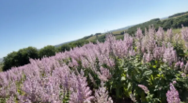 Hitton Séjours Nature