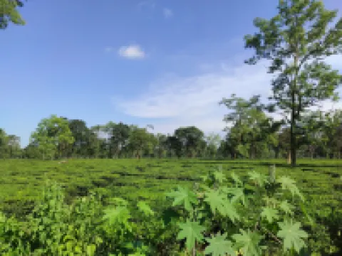 Homocation Manas Green Homestay Hotels in Baksa