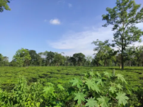 Homocation Manas Green Homestay