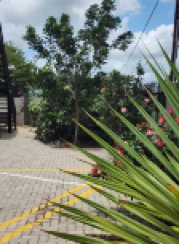 Cycad Palm Hotel Hotels in 