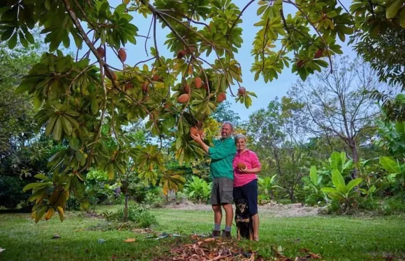 開普特裡布住宿加早餐旅館