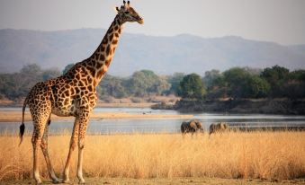 Mikango Safari Lodge Zambia