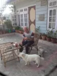 Himalayan Vacation Home - 5 Yıldız