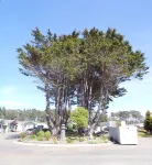 Shoreline Cottages Hotels in Fort Bragg