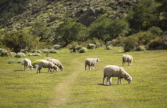 Bonanza自然體驗豪華露營