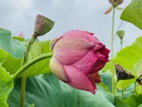 Water Lotus Courtyard Inn (Puzhehei Scenic Area)