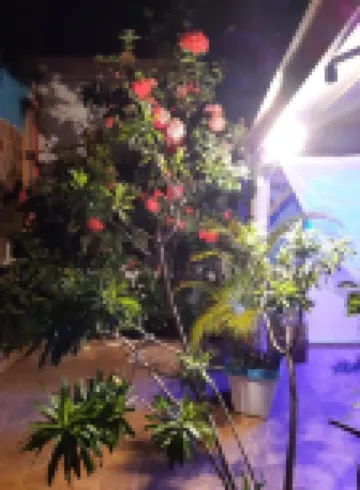 Hotel El Tronco Inc - Pet friendly
