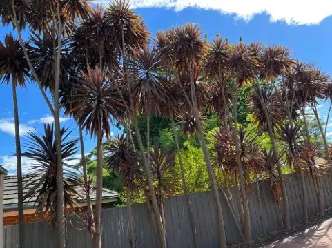 希爾斯維爾的Serenity