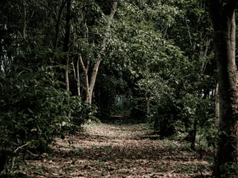 รูปภาพของโรงกาแฟร์