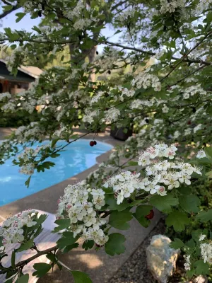 Robin's Nest - Cozy & quiet guest house minutes from historic downtown Mariposa