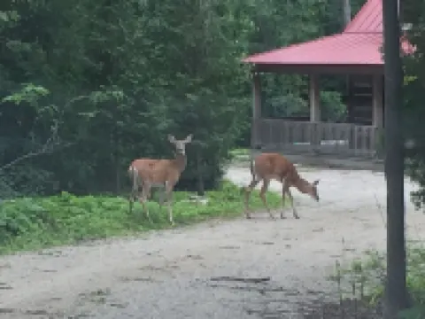 Cabin With Modern Kitchen, Fireplace, Porch! 20% weekly discount Feb-Apr!