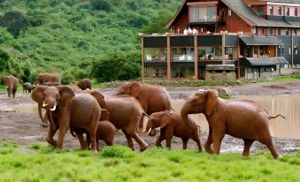 The Ark Lodge
