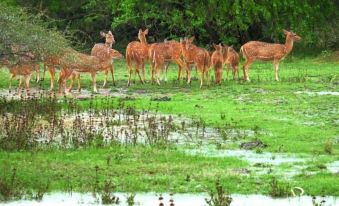 Wildlife Safari House