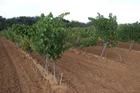 Casa Rural Magnanimvs Hotels in Castellon