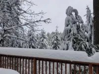 Cedar Pines Cabin w/ Fire Pit & Large Deck - BIG Trees - A Quaint Rustic Charmer