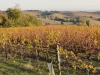 Cosy cottage in the heart of nature with swimming pool