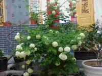 麥積山玉嬌農家樂